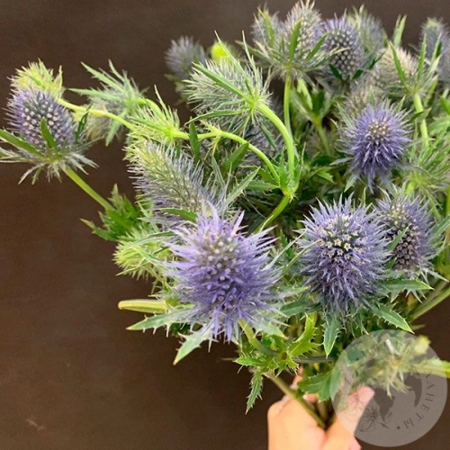 Эрингиум 9 шт. в магазине Цветы Планеты