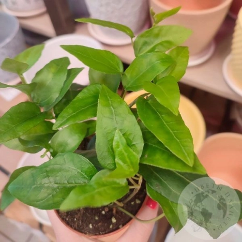 Хедера в магазине Цветы Планеты