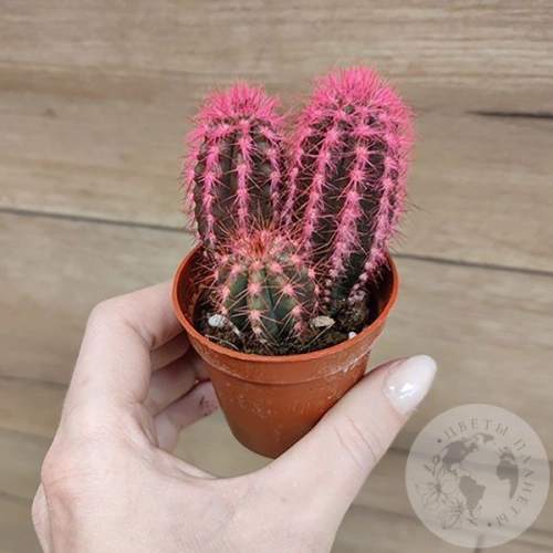 Кактус мини розовый в магазине Цветы Планеты