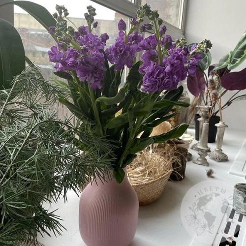 Маттиола сиреневая 7 шт. в магазине Цветы Планеты