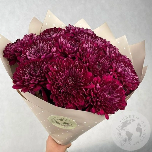 13 хризантем бордовых в магазине Цветы Планеты 13 хризантем бордовых