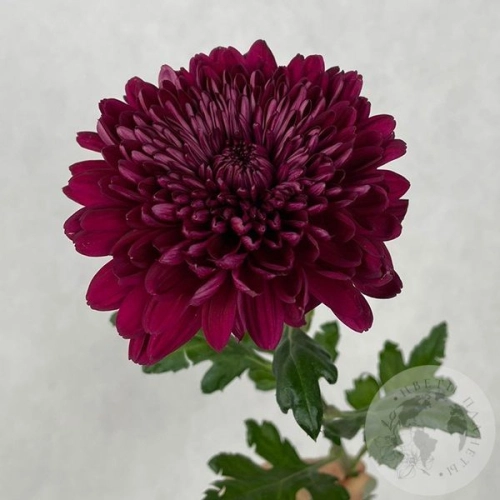 Хризантема бордовая в магазине Цветы Планеты Хризантема бордовая
