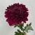 Хризантема бордовая в магазине Цветы Планеты Хризантема бордовая