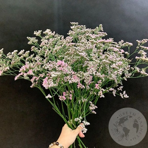 Лимониум розовый 15 шт. в магазине Цветы Планеты