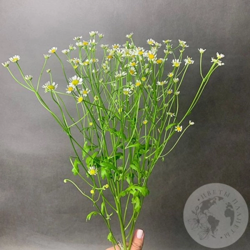 Танацетум 3 шт.