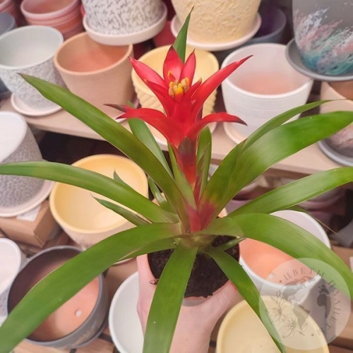 Гузмания комнатная в магазине Цветы Планеты