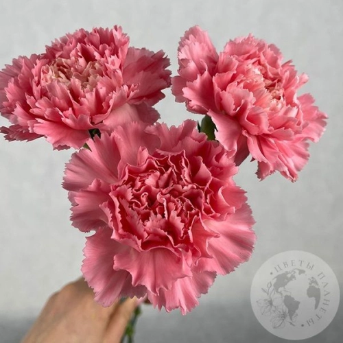 3 гвоздики розовых в магазине Цветы Планеты