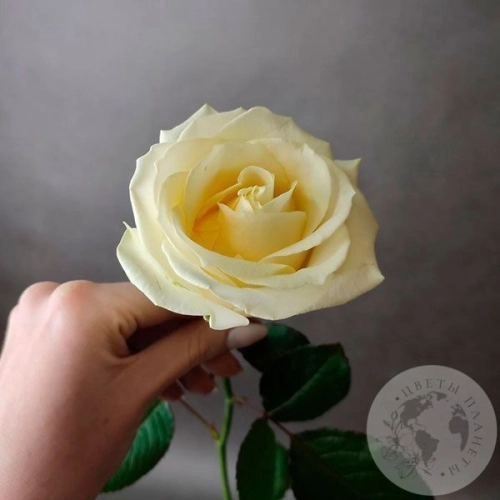 Роза белая 50 см.