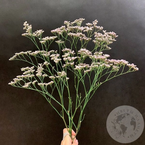 Лимониум розовый 3 шт. Лимониум розовый 3 шт. в магазине Цветы Планеты