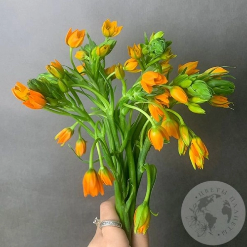 Орнитогалум оранжевый 9 шт. в магазине Цветы Планеты