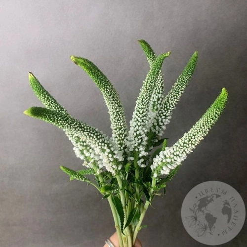 Вероника белая 7 шт. в магазине Цветы Планеты