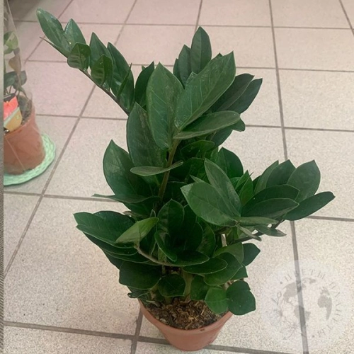 Замиокулькас