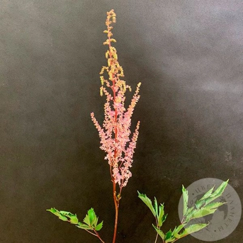 Астильба розовая в магазине Цветы Планеты