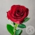 Роза красная 50 см. Роза красная 50 см. в магазине Цветы Планеты
