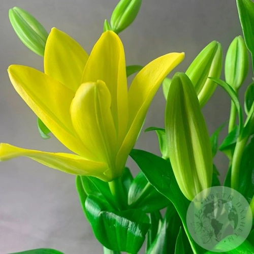 3 Золотые лилии в магазине Цветы Планеты 3 Золотые лилии