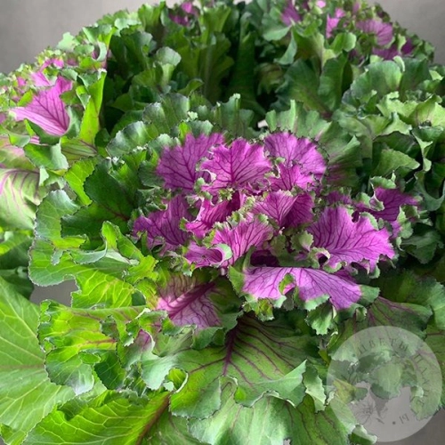 Брассика фиолетовая 5 шт. в магазине Цветы Планеты