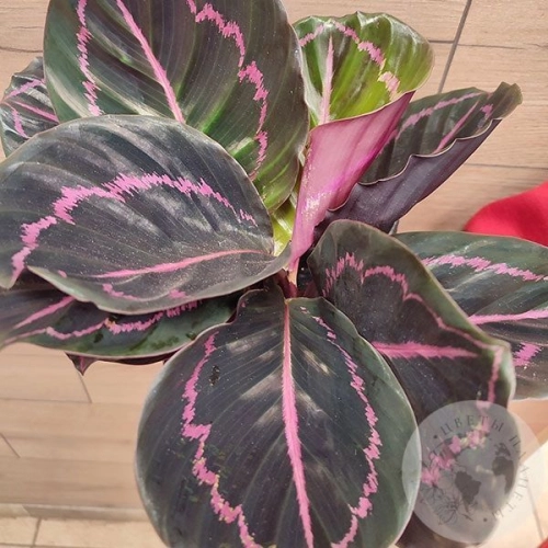 Калатея Дотти в магазине Цветы Планеты Калатея Дотти в магазине Цветы Планеты