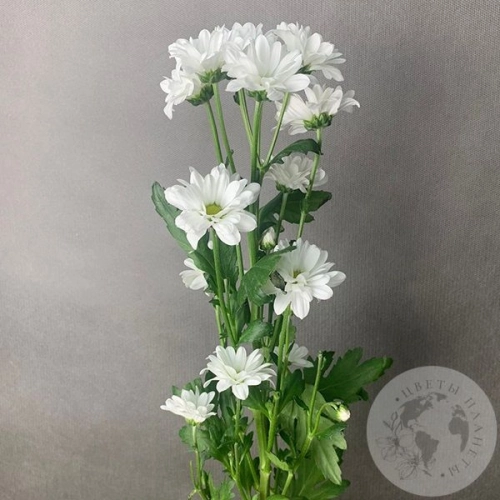 Сантини белая