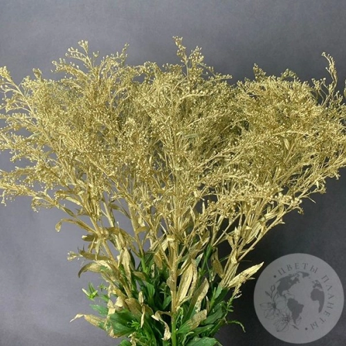 Солидаго Золото 9 шт. в магазине Цветы Планеты