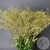 Солидаго Золото 9 шт. в магазине Цветы Планеты