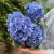 5 гортензий синих