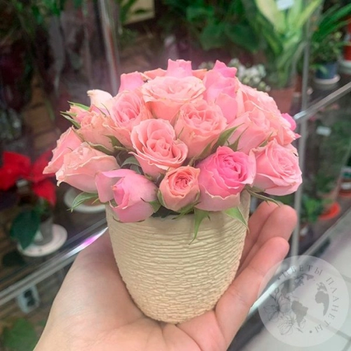 Композиция из роз в керамическом кашпо "Малышка" в магазине Цветы Планеты