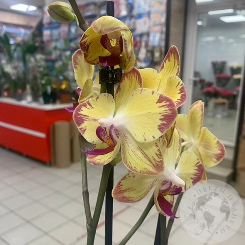Орхидея комнатная желто-розовая