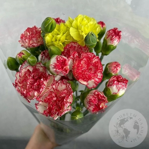 11 кустовых гвоздик MIX в магазине Цветы Планеты