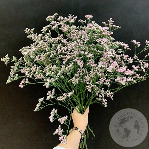 Лимониум розовый 11 шт. Лимониум розовый 11 шт. в магазине Цветы Планеты