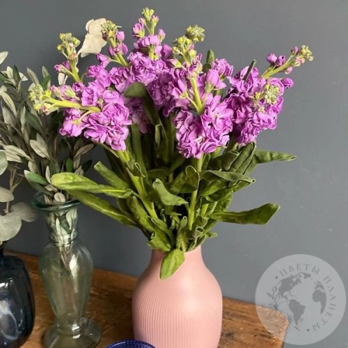 Маттиола розовая 7 шт. в магазине Цветы Планеты