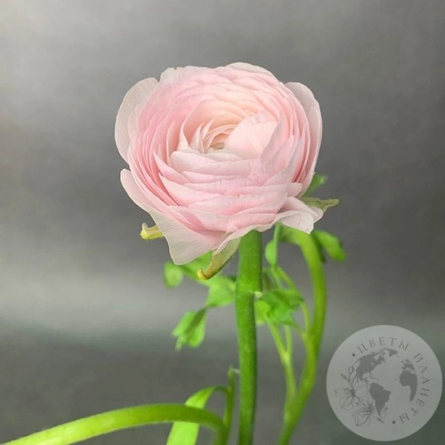 Ранункулюс Ханой в магазине Цветы Планеты