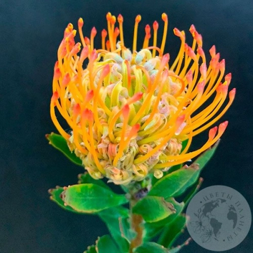 Леукоспермум оранжевый Леукоспермум оранжевый в магазине Цветы Планеты