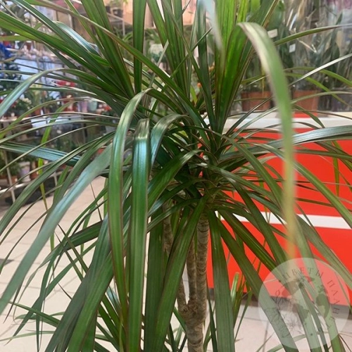 Драцена Маджента