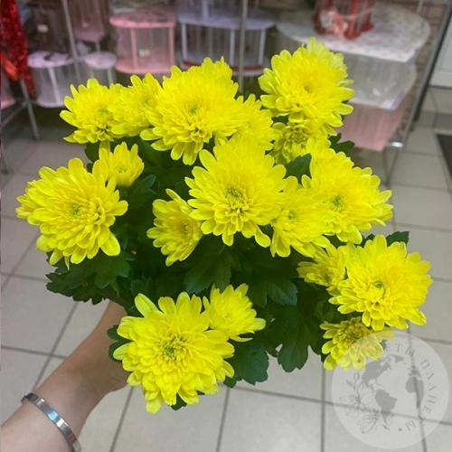 Хризантема комнатная желтая