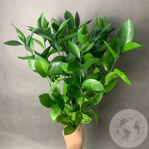 Рускус 9 шт. в магазине Цветы Планеты