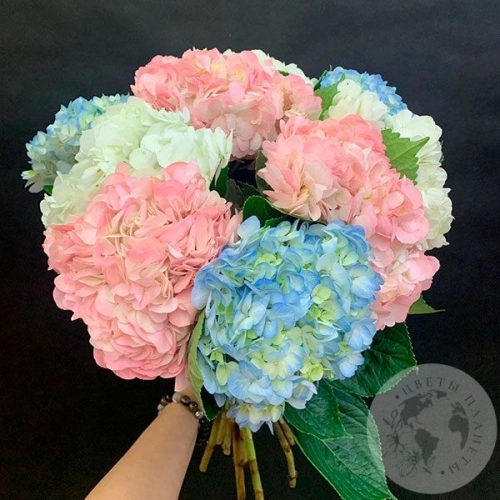 Гортензия микс 9 шт.