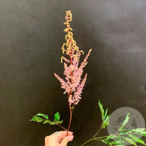 Астильба розовая в магазине Цветы Планеты