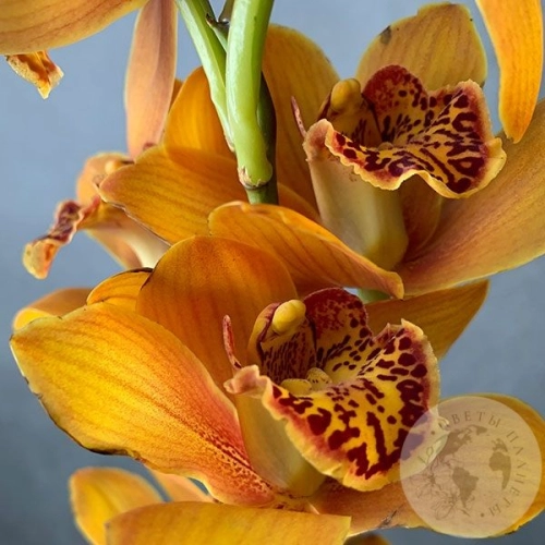 Орхидея мини рыжая