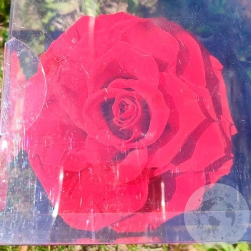 Стабилизированная роза красная в магазине Цветы Планеты