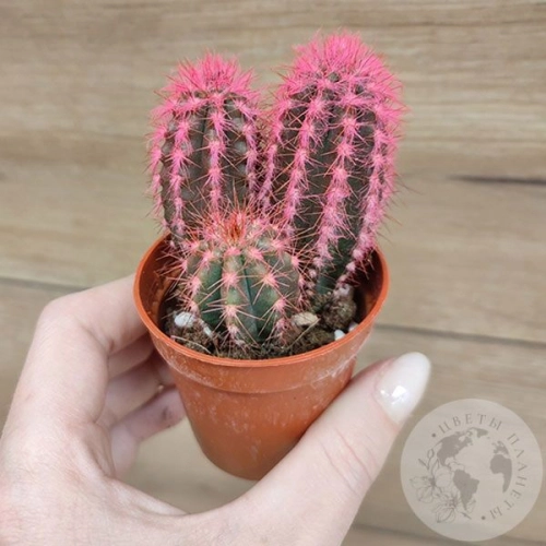 Кактус мини розовый в магазине Цветы Планеты