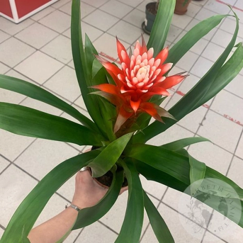 Гузмания Хоуп в магазине Цветы Планеты