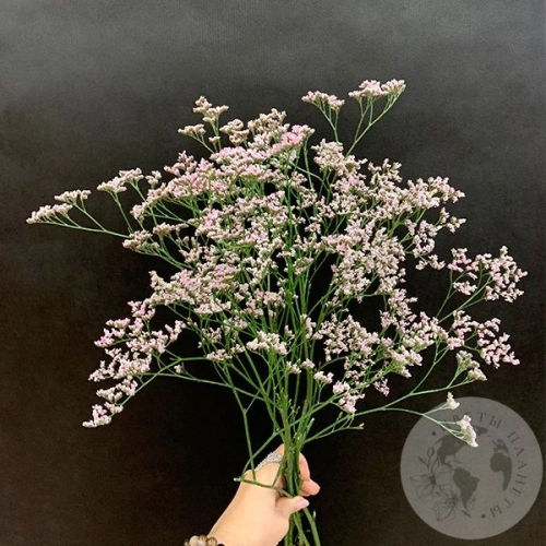 Лимониум розовый 5 шт. Лимониум розовый 5 шт. в магазине Цветы Планеты