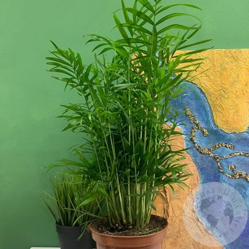 Хамедорея в магазине Цветы Планеты Хамедорея