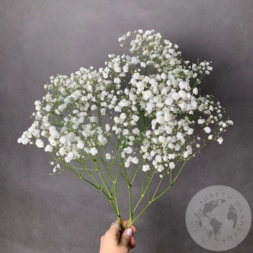 Гипсофила белая 3 шт.