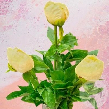 3 пиона 3 пиона