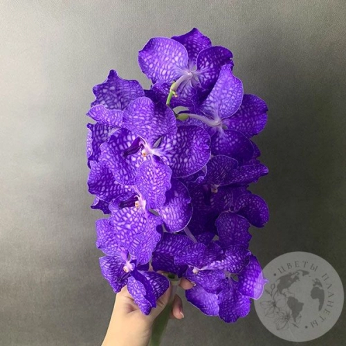 Орхидея Ванда