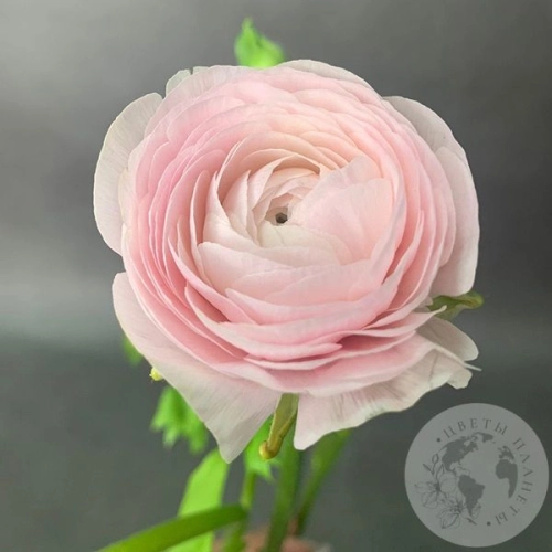 Ранункулюс Ханой в магазине Цветы Планеты