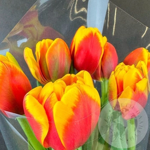 7 красно-желтых пионовидных тюльпанов в магазине Цветы Планеты