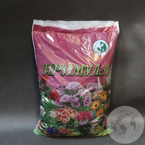 Грунт Примула в магазине Цветы Планеты