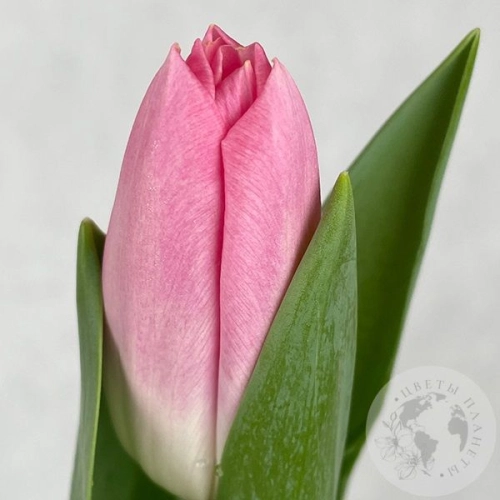 Тюльпан розовый в магазине Цветы Планеты